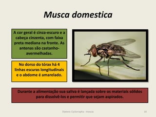 Musca domestica
10Diptera: Cyclorrapha - moscas
A cor geral é cinza-escuro e a
cabeça cinzenta, com faixa
preta mediana na fronte. As
antenas são castanho-
avermelhadas.
No dorso do tórax há 4
linhas escuras longitudinais
e o abdome é amarelado.
Durante a alimentação sua saliva é lançada sobre os materiais sólidos
para dissolvê-los e permitir que sejam aspirados.
 