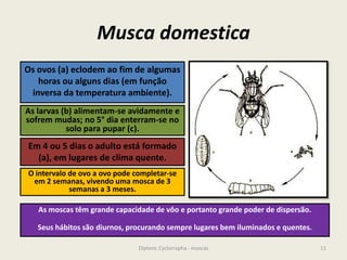 Musca domestica
11Diptera: Cyclorrapha - moscas
Os ovos (a) eclodem ao fim de algumas
horas ou alguns dias (em função
inversa da temperatura ambiente).
As larvas (b) alimentam-se avidamente e
sofrem mudas; no 5° dia enterram-se no
solo para pupar (c).
Em 4 ou 5 dias o adulto está formado
(a), em lugares de clima quente.
O intervalo de ovo a ovo pode completar-se
em 2 semanas, vivendo uma mosca de 3
semanas a 3 meses.
As moscas têm grande capacidade de vôo e portanto grande poder de dispersão.
Seus hábitos são diurnos, procurando sempre lugares bem iluminados e quentes.
 