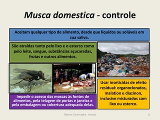 Musca domestica - controle
12Diptera: Cyclorrapha - moscas
Aceitam qualquer tipo de alimento, desde que líquidos ou solúveis em
sua saliva.
São atraídas tanto pelo lixo e o esterco como
pelo leite, sangue, substâncias açucaradas,
frutas e outros alimentos.
Impedir o acesso das moscas às fontes de
alimentos, pela telagem de portas e janelas e
pela embalagem ou cobertura adequada delas.
Usar inseticidas de efeito
residual: organoclorados,
malation e diazinon,
inclusive misturados com
lixo ou esterco.
 