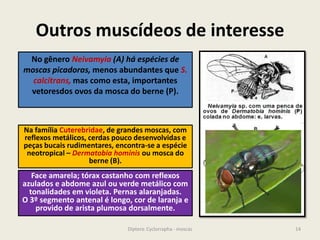 Outros muscídeos de interesse
14Diptera: Cyclorrapha - moscas
No gênero Neivamyia (A) há espécies de
moscas picadoras, menos abundantes que S.
calcitrans, mas como esta, importantes
vetoresdos ovos da mosca do berne (P).
Face amarela; tórax castanho com reflexos
azulados e abdome azul ou verde metálico com
tonalidades em violeta. Pernas alaranjadas.
O 3º segmento antenal é longo, cor de laranja e
provido de arista plumosa dorsalmente.
Na família Cuterebridae, de grandes moscas, com
reflexos metálicos, cerdas pouco desenvolvidas e
peças bucais rudimentares, encontra-se a espécie
neotropical – Dermatobia hominis ou mosca do
berne (B).
 