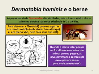 Dermatobia hominis e o berne
15Diptera: Cyclorrapha - moscas
As peças bucais de Dermatobia são atrofiadas, pois o inseto adulto não se
alimenta durante sua curta existência de 2 a 19 dias.
Quando o inseto vetor pousar
ou for alimentar-se sobre um
animal ou uma pessoa, as
larvas levantam o opérculo do
ovo e passam para a
pele, onde penetram (C).
Para desovar a fêmea (A) procura agarrar
um inseto zoófilo (sobretudo hematófago)
e, em pleno vôo, nele cola seus ovos (B).
 