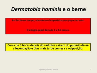 Dermatobia hominis e o berne
17Diptera: Cyclorrapha - moscas
Ao fim desse tempo, abandona o hospedeiro para pupar no solo.
O estágio pupal dura de 1 a 2,5 meses.
Cerca de 3 horas depois dos adultos saírem do pupário dá-se
a fecundação e dias mais tarde começa a oviposição.
 