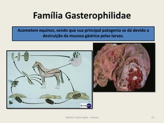 Família Gasterophilidae
23Diptera: Cyclorrapha - moscas
Acometem equinos, sendo que sua principal patogenia se dá devido a
destruição da mucosa gástrica pelas larvas.
 