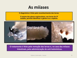 As miíases
25Diptera: Cyclorrapha - moscas
O diagnóstico é feito pelo reconhecimento das larvas.
O exame das placas espiraculares, nas larvas de 3º
estádio, permite identificar o gênero ou a espécie.
O tratamento é feito pela remoção das larvas e, no caso das miíases
intestinais, pela administração de anti-helmínticos.
 