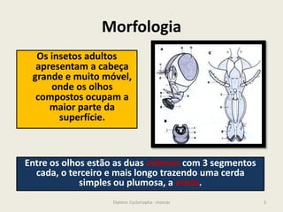 Morfologia
Os insetos adultos
apresentam a cabeça
grande e muito móvel,
onde os olhos
compostos ocupam a
maior parte da
superfície.
Entre os olhos estão as duas antenas com 3 segmentos
cada, o terceiro e mais longo trazendo uma cerda
simples ou plumosa, a arista.
3Diptera: Cyclorrapha - moscas
 