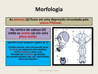 Morfologia
As antenas (d) ficam em uma depressão circundada pela
sutura Ptilineal.
No vértice da cabeça (A)
estão os ocelos (a) em uma
placa ocelar.
4Diptera: Cyclorrapha - moscas
Aparelho bucal lambedor-sugador (B, C):
Tromba carnosa, com uma porção basal
(rostro), um segmento intermediário
(h) (haustelo) e o disco oral,
formado por 2 labelas (g) dotadas
de pseudotraquéias que, por capilaridade,
absorvem líquidos.
 