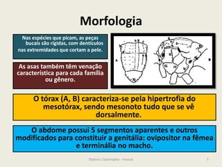 Morfologia
Nas espécies que picam, as peças
bucais são rígidas, com dentículos
nas extremidades que cortam a pele.
As asas também têm venação
característica para cada família
ou gênero.
5Diptera: Cyclorrapha - moscas
O abdome possui 5 segmentos aparentes e outros
modificados para constituir a genitália: ovipositor na fêmea
e terminália no macho.
O tórax (A, B) caracteriza-se pela hipertrofia do
mesotórax, sendo mesonoto tudo que se vê
dorsalmente.
 