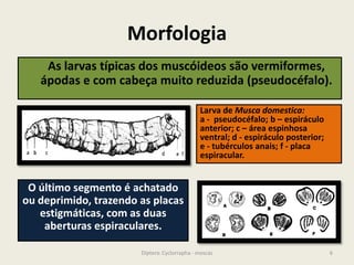 Morfologia
6Diptera: Cyclorrapha - moscas
Larva de Musca domestica:
a - pseudocéfalo; b – espiráculo
anterior; c – área espinhosa
ventral; d - espiráculo posterior;
e - tubérculos anais; f - placa
espiracular.
As larvas típicas dos muscóideos são vermiformes,
ápodas e com cabeça muito reduzida (pseudocéfalo).
O último segmento é achatado
ou deprimido, trazendo as placas
estigmáticas, com as duas
aberturas espiraculares.
 