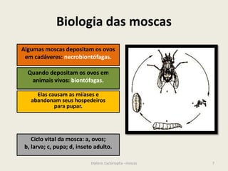 Biologia das moscas
7Diptera: Cyclorrapha - moscas
Algumas moscas depositam os ovos
em cadáveres: necrobiontófagas.
Quando depositam os ovos em
animais vivos: biontófagas.
Elas causam as miíases e
abandonam seus hospedeiros
para pupar.
Ciclo vital da mosca: a, ovos;
b, larva; c, pupa; d, inseto adulto.
 