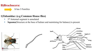 B)Brachocera:
It has 3 Families
1)Tabanidae: (e.g Common House flies)
 3rd Antennal segment is annulated
 Squama(Structure at the base of haltare and maintining for balance) is present
 