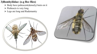 3)Bombyliidae: (e.g Bee flies)
 Body have pubescent(densely) hairs on it
 Proboscis is very long
 Legs are long and Rudemantry
 