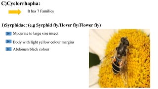 C)Cyclorrhapha:
It has 7 Families
1)Syrphidae: (e.g Syrphid fly/Hover fly/Flower fly)
Moderate to large size insect
Body with light yellow colour margins
Abdomen black colour
 