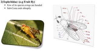2)Tephritidae: (e.g Fruit fly)
 Few of its species,wings are bended
 Sub-Costa ends abruptly
 