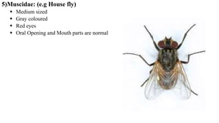 5)Muscidae: (e.g House fly)
 Medium sized
 Gray coloured
 Red eyes
 Oral Opening and Mouth parts are normal
 