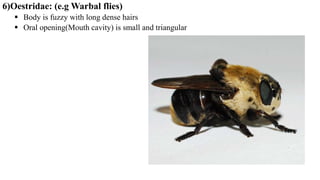 6)Oestridae: (e.g Warbal flies)
 Body is fuzzy with long dense hairs
 Oral opening(Mouth cavity) is small and triangular
 