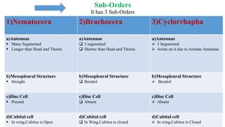 Sub-Orders
It has 3 Sub-Orders
1)Nematocera 2)Brachocera 3)Cyclorrhapha
a)Antennae
 Many Segmented
 Longer than Head and Thorax
a)Antennae
 3 segmented
 Shorter than Head and Thorax
a)Antennae
 3 Segmented
 Arista on it due to Aristate Antennae
b)Mesopleural Structure
 Straight
b)Mesopleural Structure
 Bended
b)Mesopleural Structure
 Bended
c)Disc Cell
 Present
c)Disc Cell
 Absent
c)Disc Cell
 Absent
d)Cubital cell
 In wing,Cubitus is Open
d)Cubital cell
 In Wing,Cubitus is closed
d)Cubital cell
 In wing,Cubitus is Closed
 