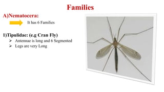Families
A)Nematocera:
It has 6 Families
1)Tipulidae: (e.g Cran Fly)
 Antennae is long and 6 Segmented
 Legs are very Long
 