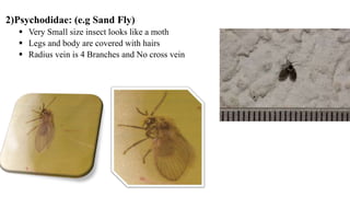 2)Psychodidae: (e.g Sand Fly)
 Very Small size insect looks like a moth
 Legs and body are covered with hairs
 Radius vein is 4 Branches and No cross vein
 