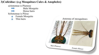 3)Culicidae: (e.g Mosquitoes Culex & Anopheles)
a)Antennae is Plumose
Male Mosquito
Dense hairs
b)Antennae is Pilose
Female Mosquito
Thin hairs
 