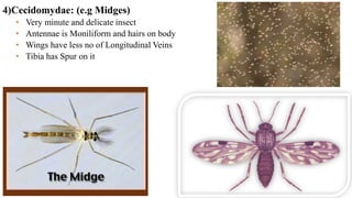 4)Cecidomydae: (e.g Midges)
• Very minute and delicate insect
• Antennae is Moniliform and hairs on body
• Wings have less no of Longitudinal Veins
• Tibia has Spur on it
 