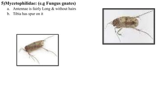 5)Mycetophilidae: (e.g Fungus gnates)
a. Antennae is fairly Long & without hairs
b. Tibia has spur on it
 