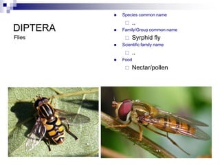 diptera.ppt