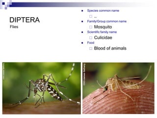 diptera.ppt