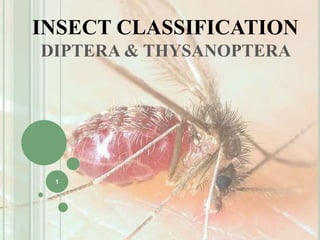 Thysanoptera (Many species), Insect & Mite Guide