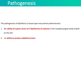 Pathogenesis
The pathogenesis of diphtheria is based upon two primary determinants:
1. the ability of a given strain of C diphtheriae to colonize in the nasopharyngeal cavity and/or
on the skin
2. its ability to produce diphtheria toxin