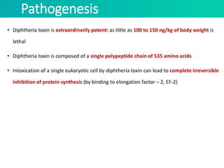 Pathogenesis
• Diphtheria toxin is extraordinarily potent: as little as 100 to 150 ng/kg of body weight is
lethal
• Diphtheria toxin is composed of a single polypeptide chain of 535 amino acids
• Intoxication of a single eukaryotic cell by diphtheria toxin can lead to complete irreversible
inhibition of protein synthesis (by binding to elongation factor – 2, EF-2)