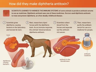 How did they make diphtheria antitoxin?
