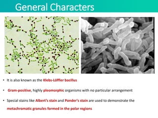 General Characters
• It is also known as the Klebs-Löffler bacillus
• Gram-positive, highly pleomorphic organisms with no particular arrangement
• Special stains like Albert’s stain and Ponder's stain are used to demonstrate the
metachromatic granules formed in the polar regions
