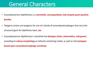 General Characters
• Corynebacterium diphtheriae is a nonmotile, noncapsulated, club-shaped, gram-positive
bacillus
• Toxigenic strains are lysogenic for one of a family of corynebacteriophages that carry the
structural gene for diphtheria toxin, tox
• Corynebacterium diphtheriae is classified into biotypes (mitis, intermedius, and gravis)
according to colony morphology on tellurite containing media, as well as into lysotypes
based upon corynebacteriophage sensitivity