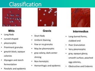 Classification
• Long Rods
• curved shaped
• pleomorphic
• Prominent granules
• greyish black, opaque
colonies
• Glycogen and starch
fermentation
• Paralytic and epidemic
• Short Rods
• Uniform Staining
• Few or no granules
• May be pleomorphic
• gray colony, dark center
shining
• Non-hemolytic
• Hemorrhagic and epidemic
• Long-barred forms,
clubbed end
• Poor Granulation
• Very pleomorphic
• gray, opaque glossy,
smooth surface, poached
egg colonies,
• Obstructive and Endemic