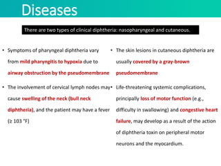 Diseases
• Symptoms of pharyngeal diphtheria vary
from mild pharyngitis to hypoxia due to
airway obstruction by the pseudomembrane
• The involvement of cervical lymph nodes may
cause swelling of the neck (bull neck
diphtheria), and the patient may have a fever
(≥ 103 °F)
• The skin lesions in cutaneous diphtheria are
usually covered by a gray-brown
pseudomembrane
• Life-threatening systemic complications,
principally loss of motor function (e.g.,
difficulty in swallowing) and congestive heart
failure, may develop as a result of the action
of diphtheria toxin on peripheral motor
neurons and the myocardium.
There are two types of clinical diphtheria: nasopharyngeal and cutaneous.