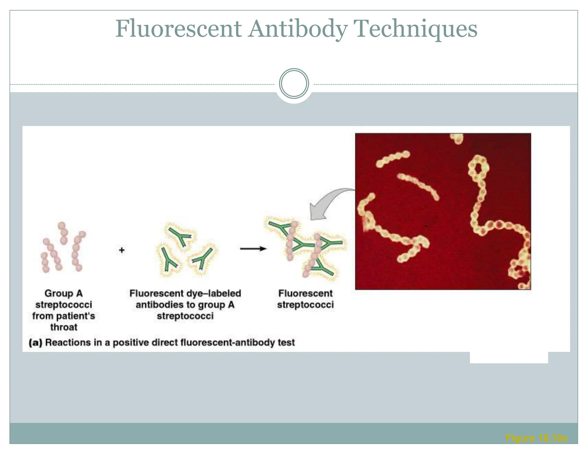 Fluorescent Antibody Techniques
Figure 18.10a
 