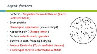 Agent factors
• Bacteria – Corynebacterium diptheriae (Klebs-
Loefflers bacilli)
• Gram positive
• Pleomorphic appearance (various shaps)
• Appear in pair ( Chinese letter )
• Contain metachromatic granules
• Survive in dust, freezing & drying
• Produce Exotoxins (Toxin mediated disease)
• 3 serotypes (Gravis, Intermedius & Mitis)
 