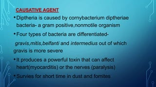 CAUSATIVE AGENT
•Diptheria is caused by cornybacterium diptheriae
bacteria- a gram positive,nonmotile organism
•Four types of bacteria are differentiated-
gravis,mitis,belfanti and intermedius out of which
gravis is more severe
•It produces a powerful toxin that can affect
heart(myocarditis) or the nerves (paralysis)
•Survies for short time in dust and fomites
 