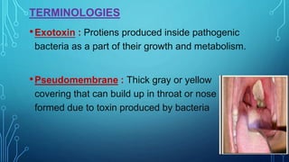 TERMINOLOGIES
•Exotoxin : Protiens produced inside pathogenic
bacteria as a part of their growth and metabolism.
•Pseudomembrane : Thick gray or yellow
covering that can build up in throat or nose
formed due to toxin produced by bacteria
 