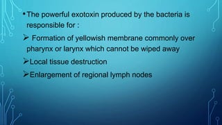 •The powerful exotoxin produced by the bacteria is
responsible for :
 Formation of yellowish membrane commonly over
pharynx or larynx which cannot be wiped away
Local tissue destruction
Enlargement of regional lymph nodes
 