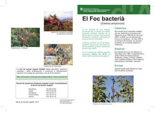 El foc bacterià és una malaltia
provocada per un bacteri que afecta
greument diverses plantes de la
família de les rosàcies, especialment
les pereres i pomeres, a les quals pot
provocar la mort immediata.
El Decret 42/2007, de 20 de febrer,
estableix mesures per a la prevenció
del foc bacterià (Erwinia amylovora)
(DOGC núm. 4827).
En el moment de redactar aquesta
publicació la
difusió del foc bacterià és la següent:
(febrer de 2013),
Catalunya
Espanya
Europa
Els primers focus d'aquesta malaltia
van ser detectats a la comarca del
Segrià els anys 1998-99. En els anys
2003 i el 2006, es van detectar dos
focus a la Cerdanya, i en l'any 2007 a
la comarca del Gironès. En aquests
moments, es considera eradicat a
Catalunya.
Els primers focus es van detectar al
País Basc l'any 1995, i posteriorment a
altres indrets de l'Estat espanyol:
Andalusia, l'Aragó, la Rioja, Castella-
Lleó, Castella-la Manxa, País Valencià,
Extremadura, País Basc i Navarra.
Aquest bacteri està afectant la major
part de països europeus.
El Foc bacterià
(Erwinia amylovora)
Símptomes de foc bacterià en perera
Destrucció i incineració immediata
de plantacions afectades
© Departament d'Agricultura, Ramaderia
Pesca, Alimentació i Medi Natural
Dipòsit Legal B.6575-2013
Fotos: Servei de Sanitat Vegetal
Text: Servei de Sanitat Vegetal
Més informació a www.gencat.cat/agricultura i www.ruralcat.net
Servei de Sanitat Vegetal, 2013
Davant de qualsevol símptoma sospitós aviseu immediatament
al Servei de Sanitat Vegetal:
 