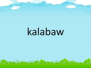 kalabaw
 