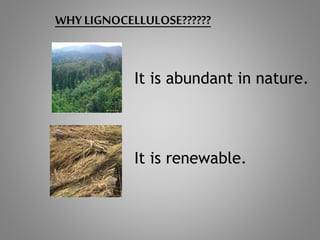 WHY LIGNOCELLULOSE??????
It is abundant in nature.
It is renewable.
 