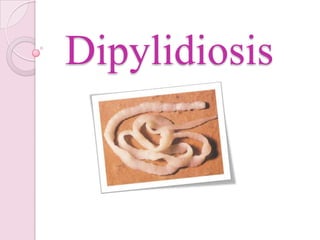 Dipylidiosis
 