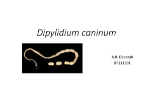 Dipylidium caninum
A.R. Deborah
BP211501
 