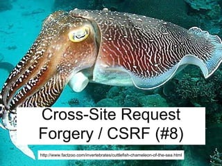 @asgrim
Cross-Site Request
Forgery / CSRF (#8)
http://www.factzoo.com/invertebrates/cuttlefish-chameleon-of-the-sea.html
 