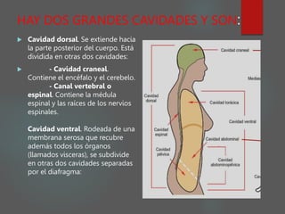 HAY DOS GRANDES CAVIDADES Y SON:
 Cavidad dorsal. Se extiende hacia
la parte posterior del cuerpo. Está
dividida en otras dos cavidades:
 - Cavidad craneal.
Contiene el encéfalo y el cerebelo.
- Canal vertebral o
espinal. Contiene la médula
espinal y las raíces de los nervios
espinales.
Cavidad ventral. Rodeada de una
membrana serosa que recubre
además todos los órganos
(llamados visceras), se subdivide
en otras dos cavidades separadas
por el diafragma:
 