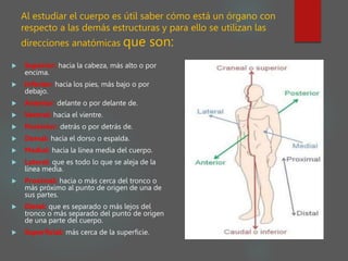 Al estudiar el cuerpo es útil saber cómo está un órgano con
respecto a las demás estructuras y para ello se utilizan las
direcciones anatómicas que son:
 Superior: hacia la cabeza, más alto o por
encima.
 Inferior: hacia los pies, más bajo o por
debajo.
 Anterior: delante o por delante de.
 Ventral: hacia el vientre.
 Posterior: detrás o por detrás de.
 Dorsal: hacia el dorso o espalda.
 Medial: hacia la línea media del cuerpo.
 Lateral: que es todo lo que se aleja de la
línea media.
 Proximal: hacia o más cerca del tronco o
más próximo al punto de origen de una de
sus partes.
 Distal: que es separado o más lejos del
tronco o más separado del punto de origen
de una parte del cuerpo.
 Superficial: más cerca de la superficie.
 