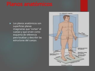 Planos anatómicos
 Los planos anatómicos son
superficies planas
imaginarias que “cortan” el
cuerpo y que sirven como
esquema de referencia
para localizar y describir las
estructuras del cuerpo.
 