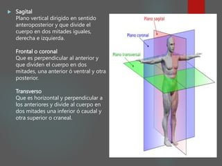  Sagital
Plano vertical dirigido en sentido
anteroposterior y que divide el
cuerpo en dos mitades iguales,
derecha e izquierda.
Frontal o coronal
Que es perpendicular al anterior y
que dividen el cuerpo en dos
mitades, una anterior ó ventral y otra
posterior.
Transverso
Que es horizontal y perpendicular a
los anteriores y divide al cuerpo en
dos mitades una inferior ó caudal y
otra superior o craneal.
 